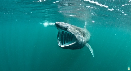 Basking Shark Feeding. Coll, Scotland, UK