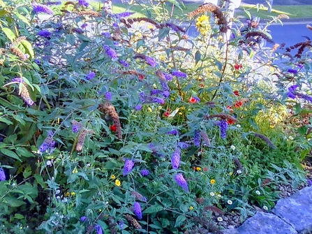 Pollinator friendly plants including buddliea in Jamie's garden © Jamie Smith