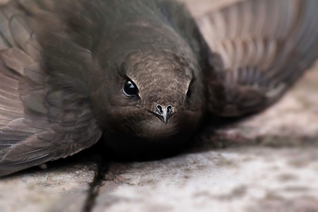 A grounded swift credit Sue Kane