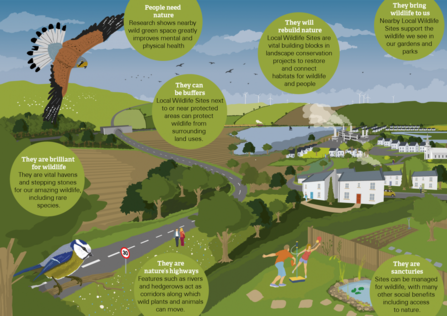 local wildlife sites illustration graphic