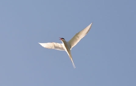 Image of Arctic tern flying against blue sky