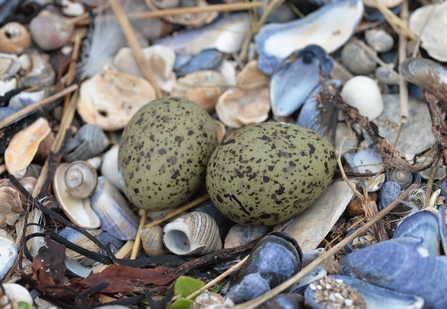 image of Arctic tern eggs on shingle at Foulney Island Nature Reserve 