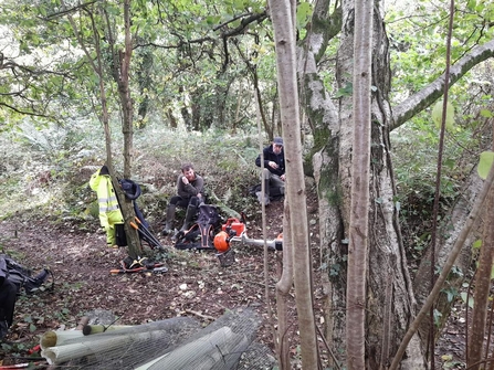 Sycamore removal quarry bank