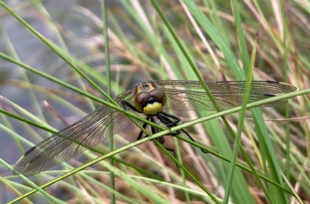 Image of white-faced darter dragonfly at Drumburgh Moss Nature Reserve