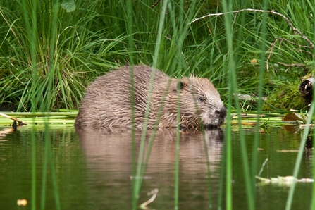 beaver in river with grass behind