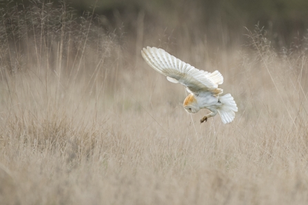 Image of barn owl hunting in a field