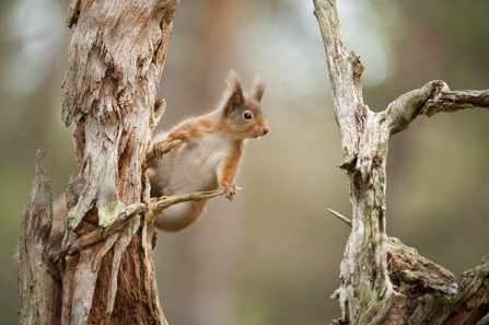 red squirrel on bare tree trunk