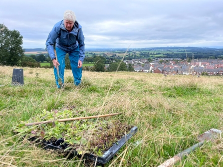 Person planting wildflower plug plants at Cold Springs Community Nature Reserve