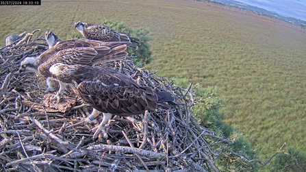 30.7.24 #FoulshawOspreys last meal together