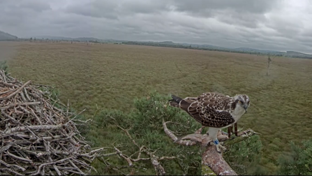 8.8.24 0C6 skilfully balancing a large fish on his tree perch