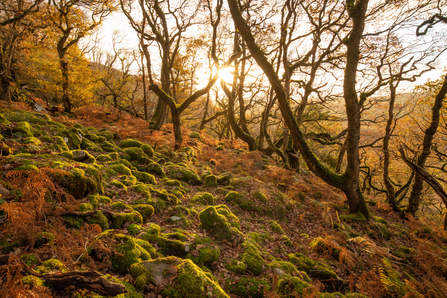 An oak woodland on the slopes of a fell with mossy rocks in the foreground