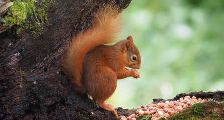 Image of red squirrel in tree nibbling a nut