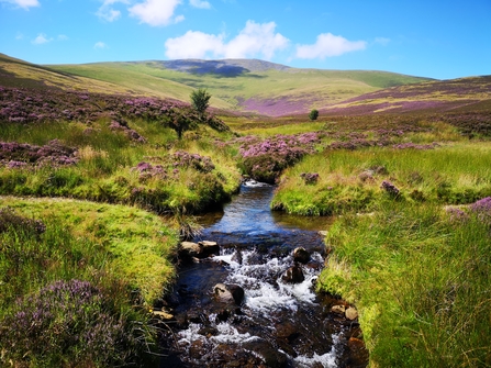 Skiddaw Forest landscape featuring stream and purple heather credit  Joe Murphy