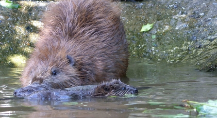 Image of beaver with kit in water