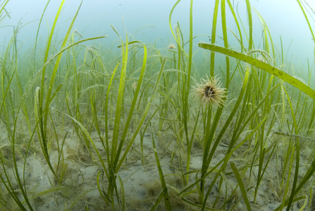 Image of seagrass on seabed