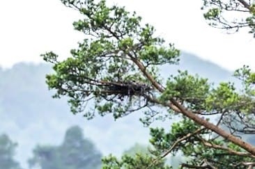 Image of hobby nest in tree at Foulshaw Moss Nature Reserve