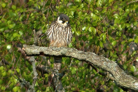 Image of hobby on branch