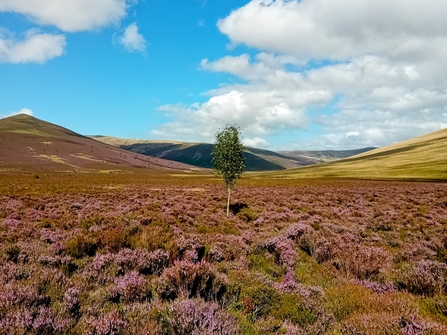 Lonely birch on Skiddaw