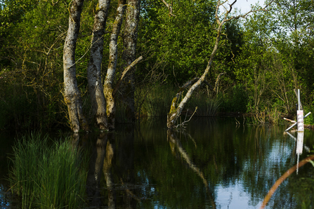 Image of Lowther beaver enclosure with pond and trees