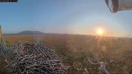 2024 Foulshaw Moss osprey nest - - September Sunrise