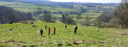 people on a hill tree planting