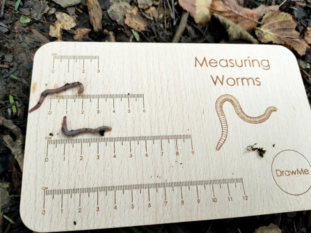 earthworm measuring board