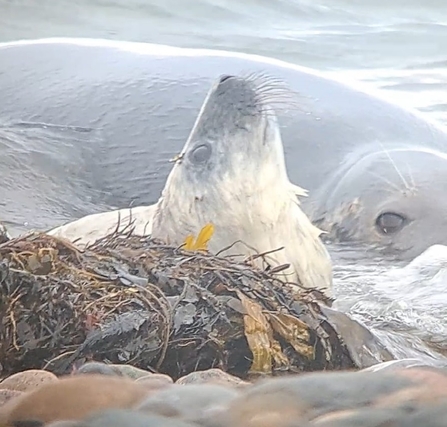 Image of seal pup with seaweed and adult grey seal behind