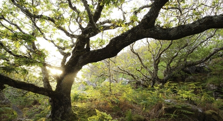 Atlantic oak wood, Achduart, Sutherland, Scotland © Niall Benvie/2020VISION