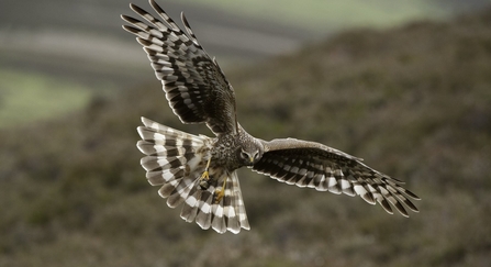 Hen harrier Circus cyaneus, adult female in flight approaching nest with food for chicks, Glen Tanar Estate, Scotland, June © Mark Hamblin/2020VISION