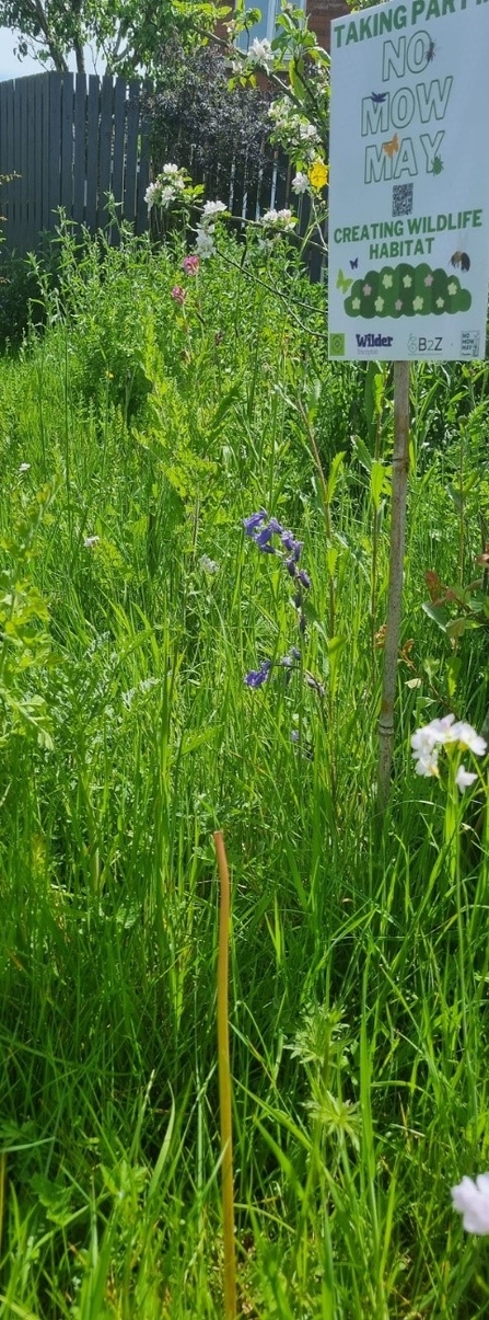 Brampton Green & Wild group supports Plant Life’s No Mow May campaign 