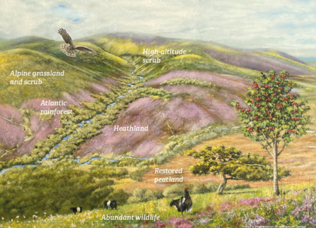 Our vision for Skiddaw Forest  - an artists impression