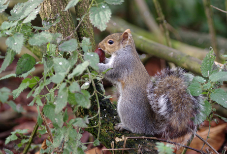 Grey squirrel holding a nut and standing side profile at base of a tree - credit Gillian Day