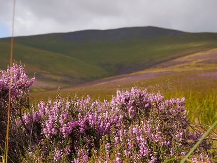 Image of Skiddaw with purple heather in the foreground