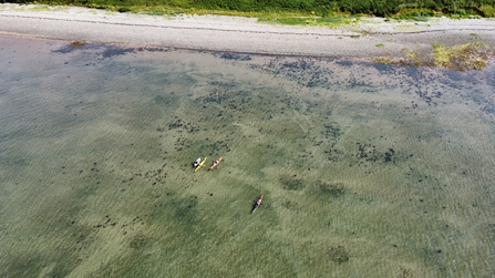 Aerial image of kayaks surveying seagrass beds in Walney Channel