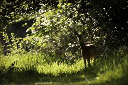 roe deer at forest edge in summer credit Jon Hawkins - Surrey Hill Photography