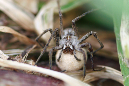 A spider sitting on its round, silk-wrapped egg sac among the undergrowth. 