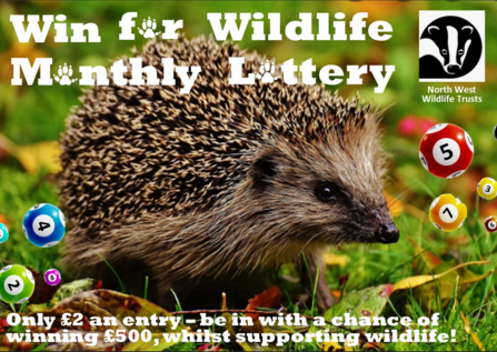 hedgehog graphic for win for wildlife lottery