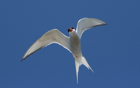 Image of Arctic tern flying against blue sky