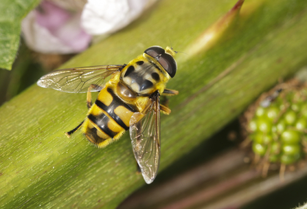 Image of batman hoverfly on plant