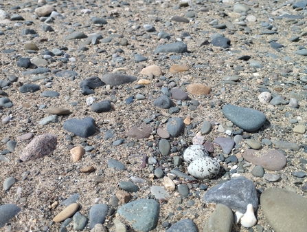 Speckled little tern eggs camouflaged on pebble beach at South Walney