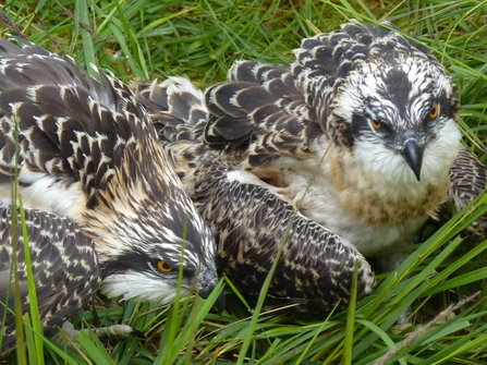 2024 Two young ospreys ready to return to the nest after ringing i July 2024