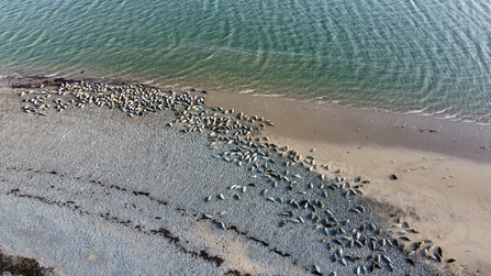 Drone image of grey seals on beach at South Walney Nature Reserve