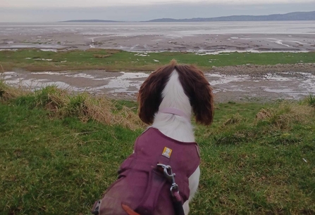 Image of dog on lead looking at coastal landscape