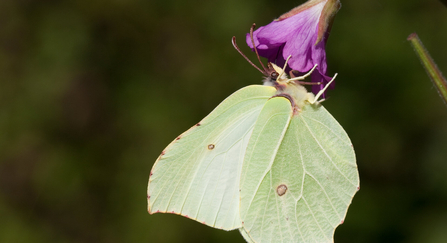 brimstone butterfly on a purple flower copyright Vaughn Matthews