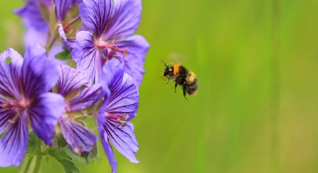 Early bumblebee