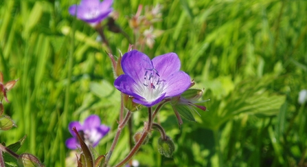 A purple flower in front of green foliage