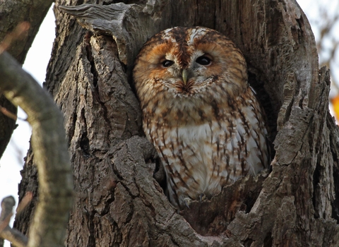 Tawny owl