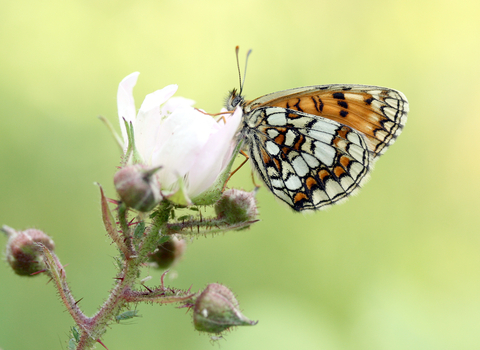 Heath Fritillary butterfly