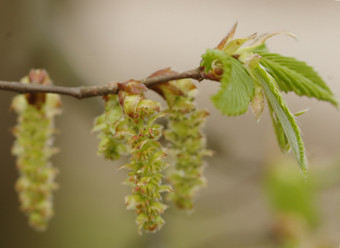 Common Hornbeam