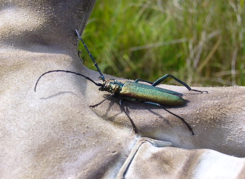 Musk Beetle